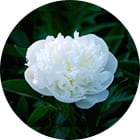 芍薬