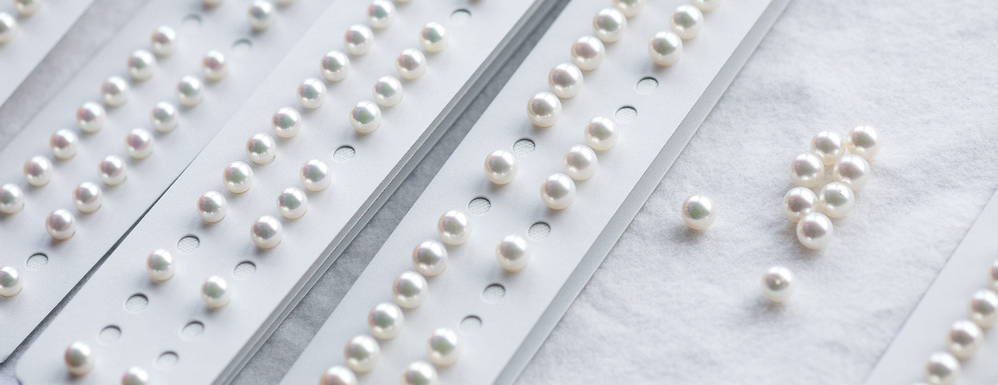 アコヤ真珠ができるまで Brilliance